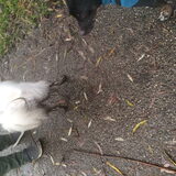 Foto van anja met Bobby(r.i.p. 25-9-25)