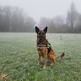 Foto van Dutchshepherdteam