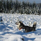 Foto van Alaska's Finest!