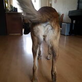 Foto van Dutchshepherdteam