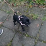 Foto van Vrouwtje van aika en blacky mijn 2 schatjes
