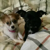 Foto van Vrouwtje van aika en blacky mijn 2 schatjes