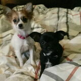Foto van Vrouwtje van aika en blacky mijn 2 schatjes