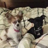 Foto van Vrouwtje van aika en blacky mijn 2 schatjes
