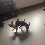Foto van Vrouwtje van aika en blacky mijn 2 schatjes