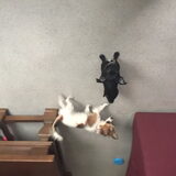Foto van Vrouwtje van aika en blacky mijn 2 schatjes