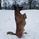 Foto van Dutchshepherdteam