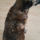 Foto van Dutchshepherdteam