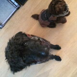 Foto van Maaike en Joep, Lizzy, Bam en Harry
