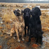 Foto van Dutchshepherdteam