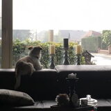 Baileys is een zielig hondje.
