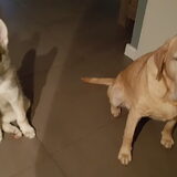 Foto van laura   Diva&Nova