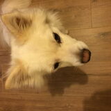 Foto van anja met Bobby(r.i.p. 25-9-25)