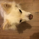 Foto van anja met Bobby(r.i.p. 25-9-25)