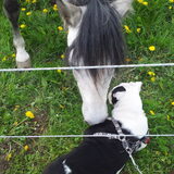 elke dag bij de wandeling even dag zeggen tegen mn vriendje paard...