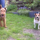 Spikey & Sambo