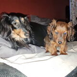 Foto van Kim~Chiva~Nicky†~Queeny ~Bono
