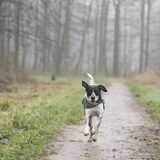Foto van Ellen, vrouwtje van Noortje