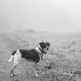 Foto van Ellen, vrouwtje van Noortje