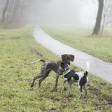 Foto van Ellen, vrouwtje van Noortje