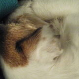 Romeo in diepe slaap op de 9de dag van de Relaxopet.