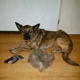 Foto van Dutchshepherdteam