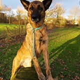 Foto van Dutchshepherdteam