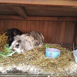 Foto van Dutchshepherdteam
