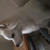 Foto van anja met Bobby(r.i.p. 25-9-25)