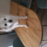 Foto van anja met Bobby(r.i.p. 25-9-25)