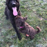 Foto van Maaike en Joep, Lizzy, Bam en Harry