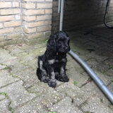 Scout als puppy van 7 weken vlak voordat we hem op mochten halen. Toen…