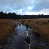 Foto van Dutchshepherdteam