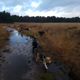 Foto van Dutchshepherdteam