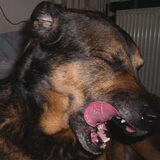 Numa, januari 2010 Numa "zegt":"Wat een mooie tanden heb ik eigenlijk…