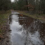 Foto van Dutchshepherdteam