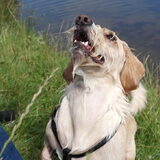 Charlie, onze Mauxie