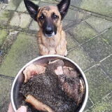 Foto van Dutchshepherdteam