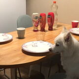Foto van anja met Bobby(r.i.p. 25-9-25)