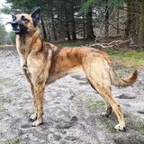 Foto van Dutchshepherdteam
