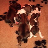 pups geboren 4 feruari bij lhasa apso kennel tsha-li