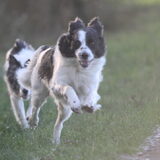 Foto van Angelique; Bruno, Charlie & Fenna