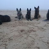 Foto van Dutchshepherdteam