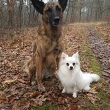 Foto van Dutchshepherdteam