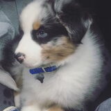 Bailey opgehaald bij de fokker