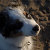 Zijn mooie bruine en half blauwe oog