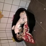 Foto van janet