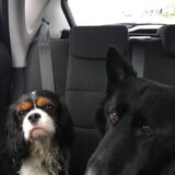 Indy en Kenzo.De hond van m'n vriend.