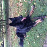 Kenzo,oud Duitse herder.