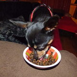 Balou vind het veendrenkstof lekker.